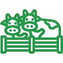 Cattle Feed